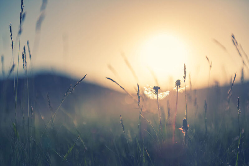 dandelions on a hill at sunrise
